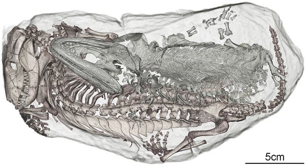 Amphibian and reptile entombed together
