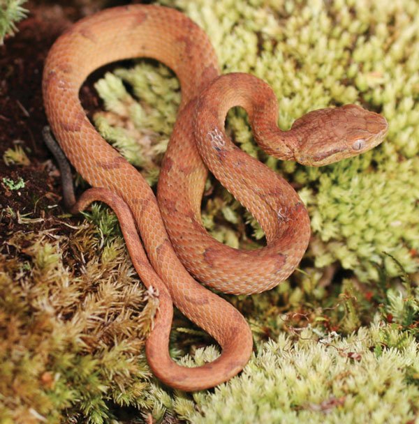 palm pit viper