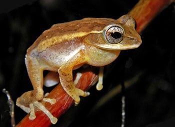 Asian water monitor