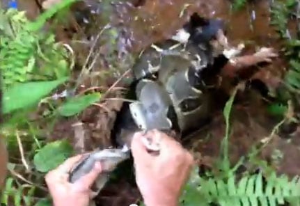 boa constrictor versus cat