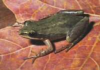 Chorus frog