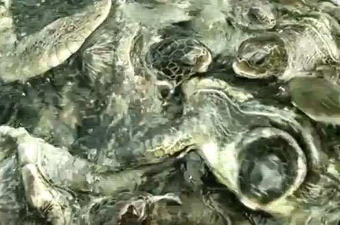 cayman turtle farm