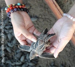 dead leatherback sea turtles