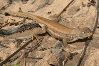 dunes sagebrush lizard