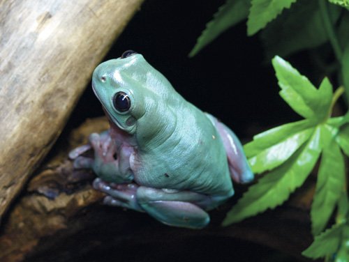 green treefrog