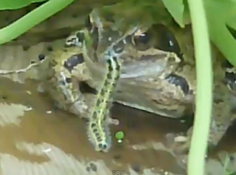 tadpole