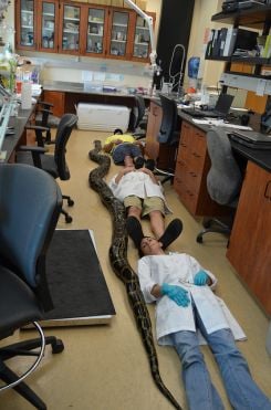 Burmese python