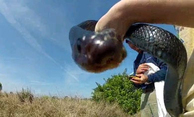 Indigo snake