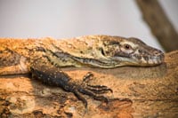 komodo dragon