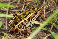 leopard frog