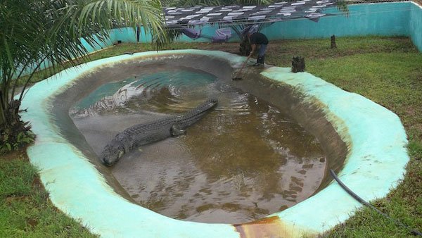 Lolong the saltwater crocodile 