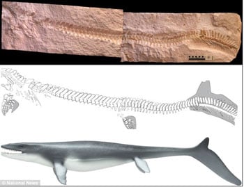mosasaur Prognathodon