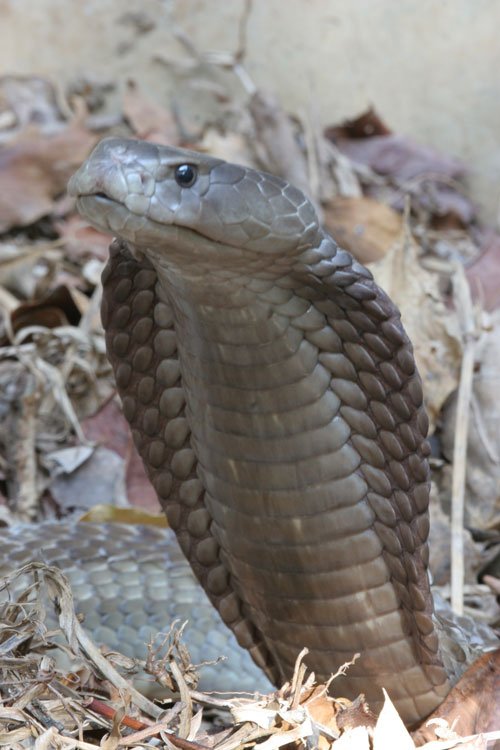 The world's largest spitting cobra
