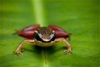 Rocket Frog