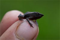 Beaked Toad