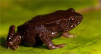 Newly Discovered Toad