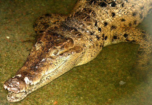 New Guinea crocodile