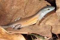 orange-flanked rainbow skink 