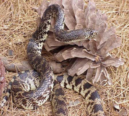 pine snake