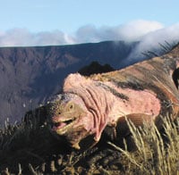 Galapagos pink land iguana