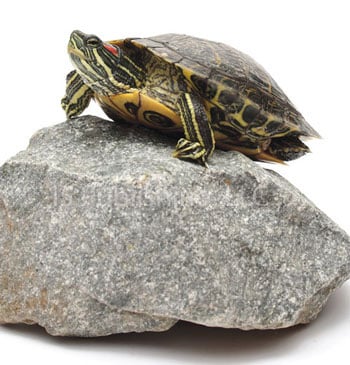 Red eared slider Red eared slider. Photo by Gina Cioli/i5 Publishing