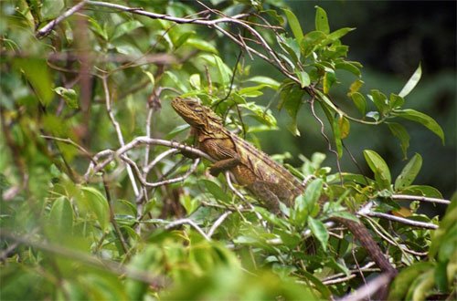 sailfin dragon