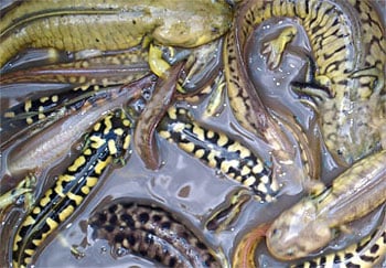 Salamanders