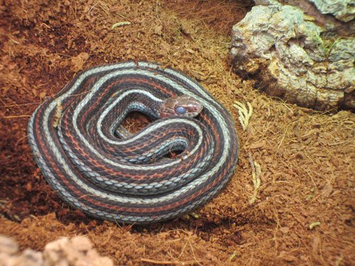 San Francisco garter snake