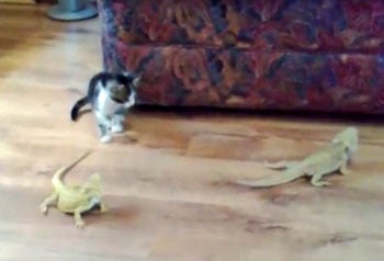 scared kitten