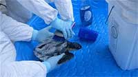 Turtle Bath