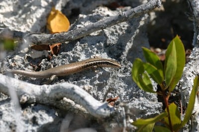 Caicos island skink