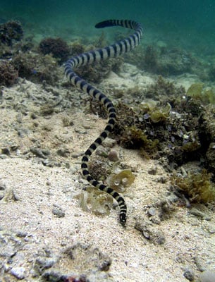 Slender necked snake