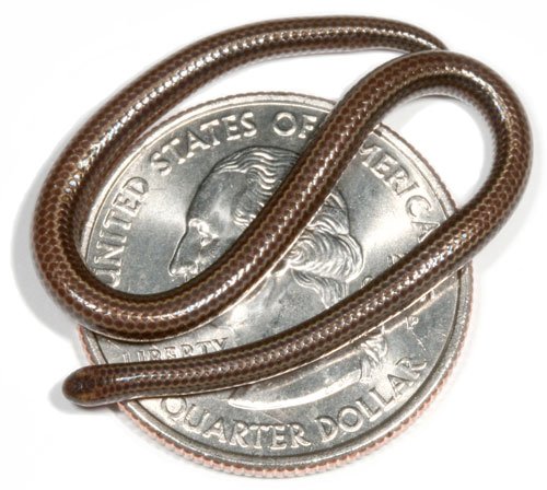 world's smallest snake