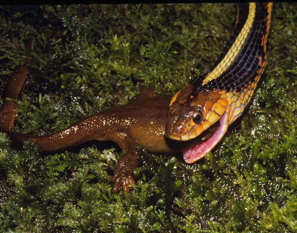 Garter snakes