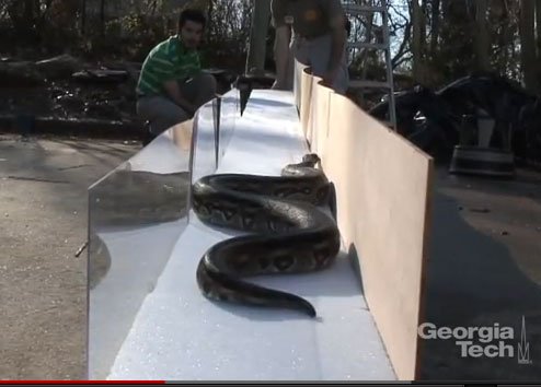Rectilinear locomotion of a Dumeril's boa