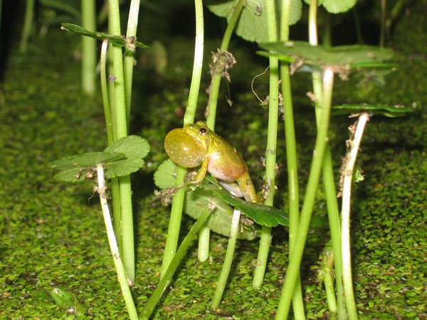 Southern Cricket Frog