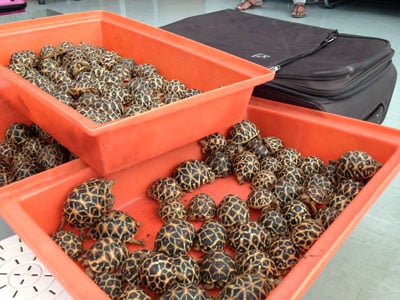 Star tortoises