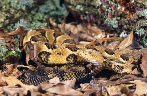 Timber Rattlesnake