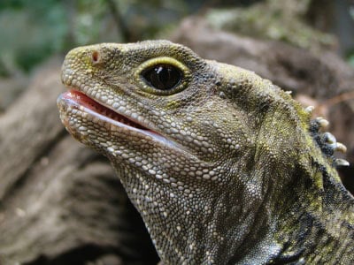 tuatara