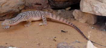 Iran monitor lizard