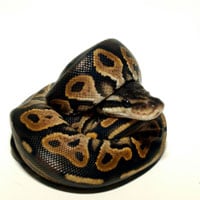ball python