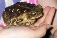 Cane Toad