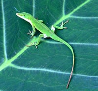 No sign of Puff the Magic Dragon in the town of Hanalei, but this green anole was there