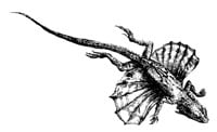 Draco lizards “fly” by extending membrane-covered ribs as shown in this 19th century illustration