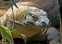 Komodo Monitor