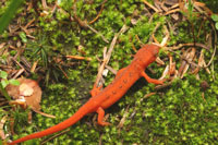 The red eft newt is the terrestrial version of the eastern newt