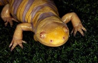 Tiger Salamander