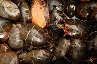 Turtles for sale in Asian food markets are often kept in deplorable conditions