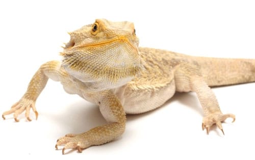 When a bearded dragon reaches its thermal maximum, it will often sit with  its mouth open. This behavior, called gaping, shows that the lizard is at  its optimal temperature for basking. This