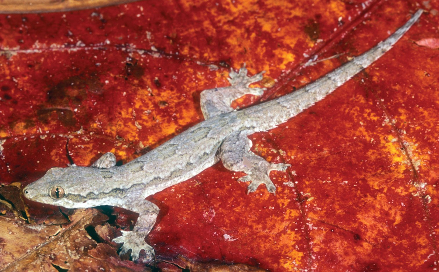 Gliding Geckos Smash Into Tree Trunks Head First Then Stabilize Using